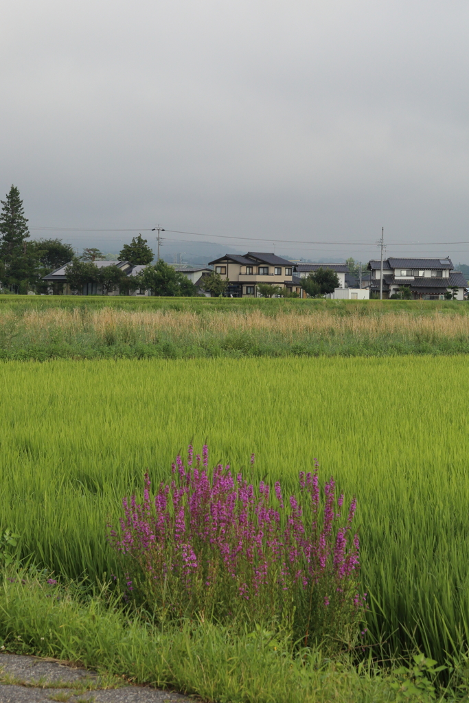 8月9日 松本 ２