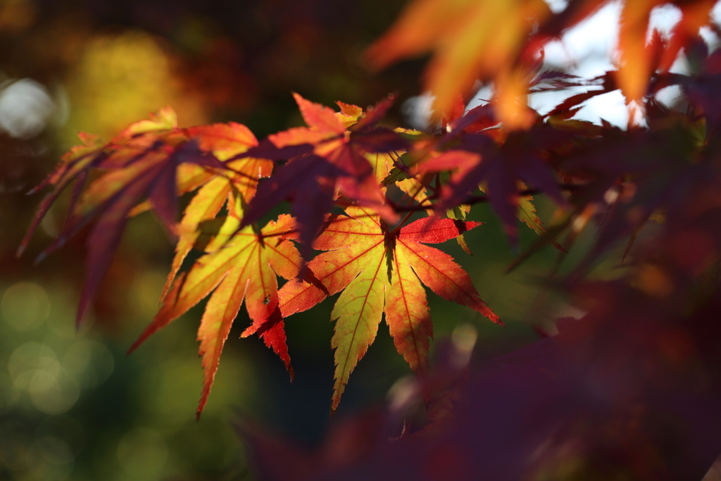 11月16日 相楽園 47