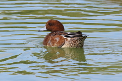 10月16日 明石公園 15