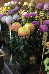 11月16日 相楽園 ６
