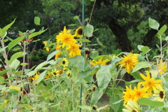 8月15日 明石公園 ２