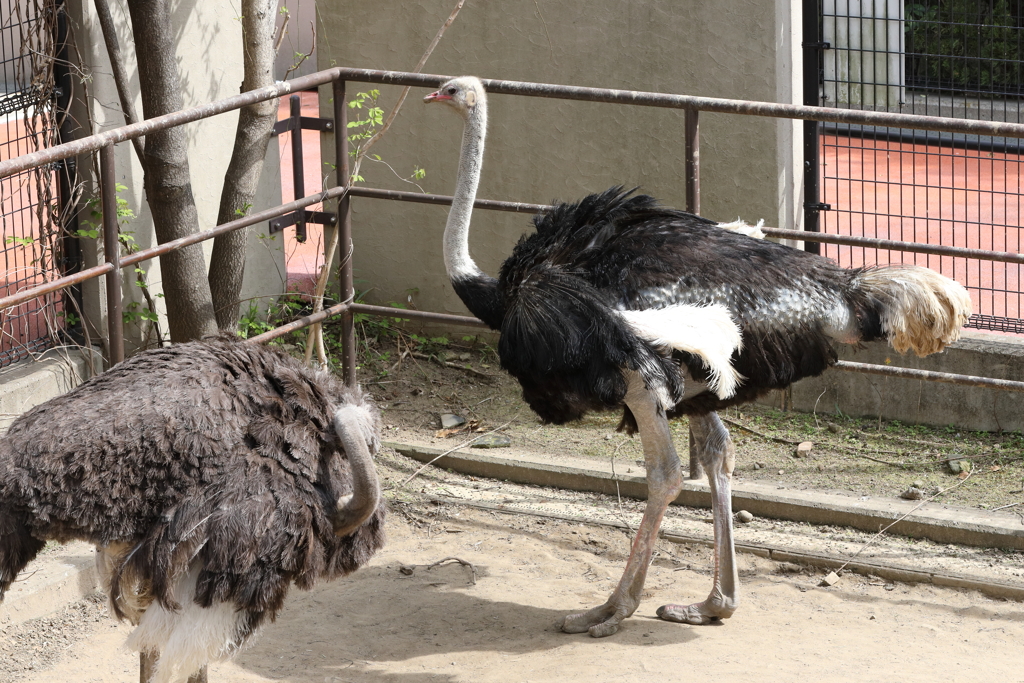 3月26日 王子動物園15