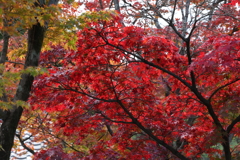 11月28日 相楽園 12