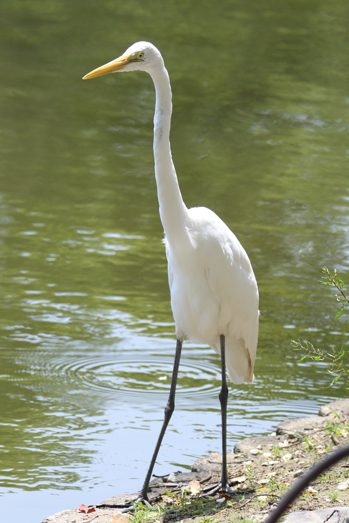 5月９日 明石公園 ３