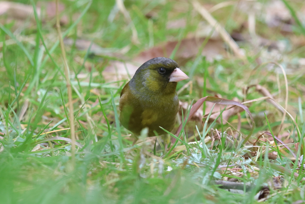 3月12日 明石公園 ８
