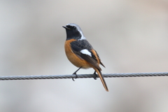 1月15日 明石公園 ２