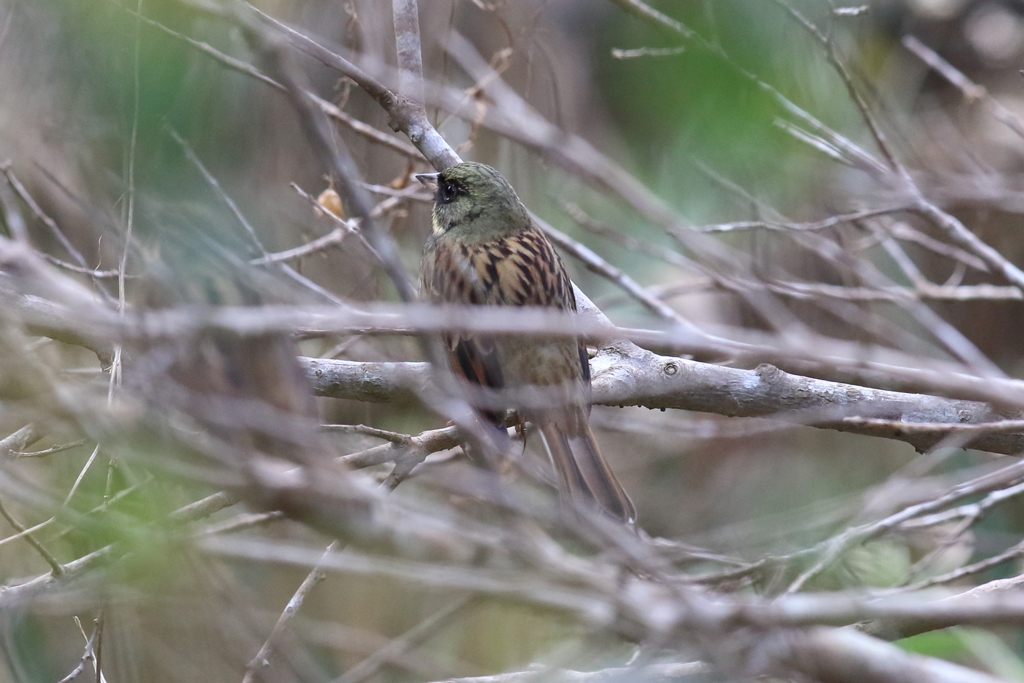 12月5日 明石公園 12