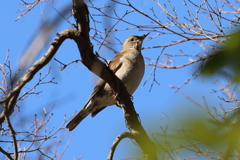 2月5日 明石公園 ８