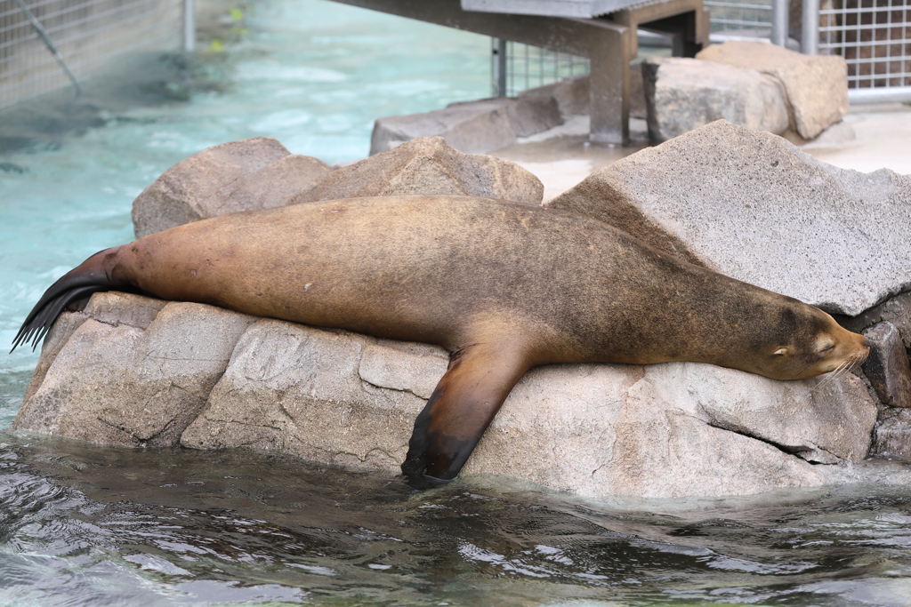 6月16日 王子動物園 39