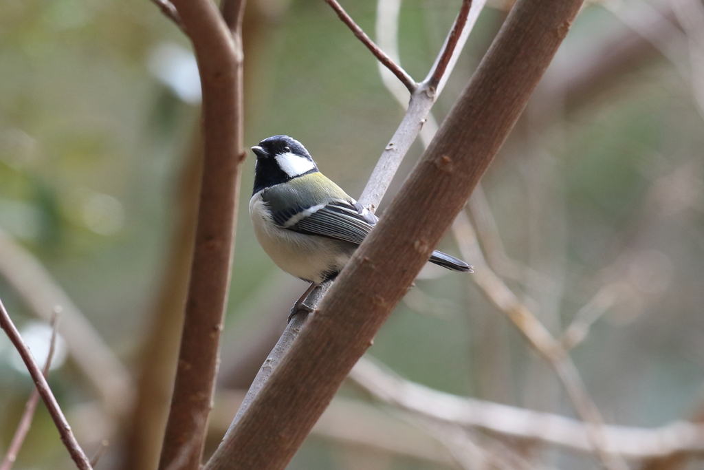 1月16日 明石公園 14