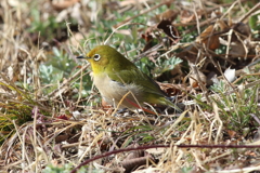 2月20日 明石公園 19