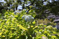 5月23日 相楽園 ７