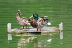 6月16日 明石公園 19