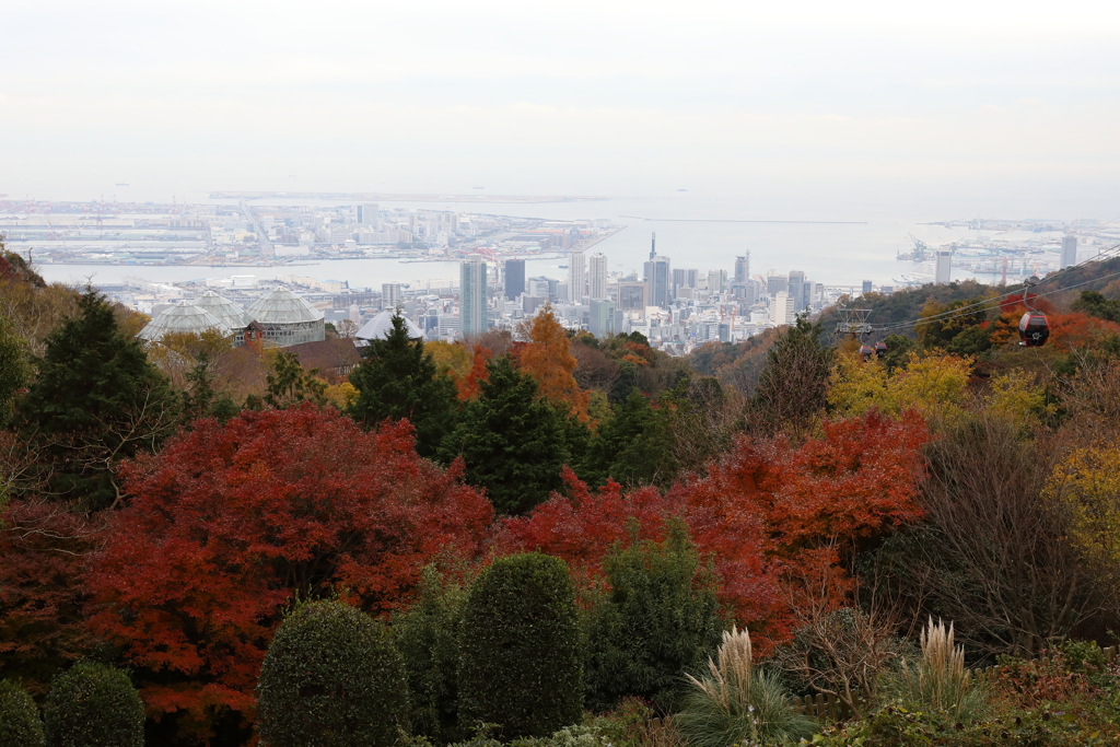 12月7日 布引ハーブ園 ６