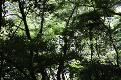 5月28日 布引の滝 ４