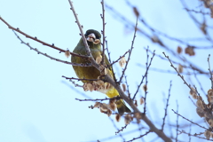 1月3日 明石公園 20