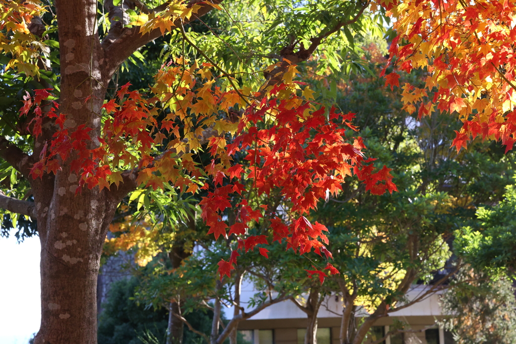 11月14日 布引ハーブ園 29