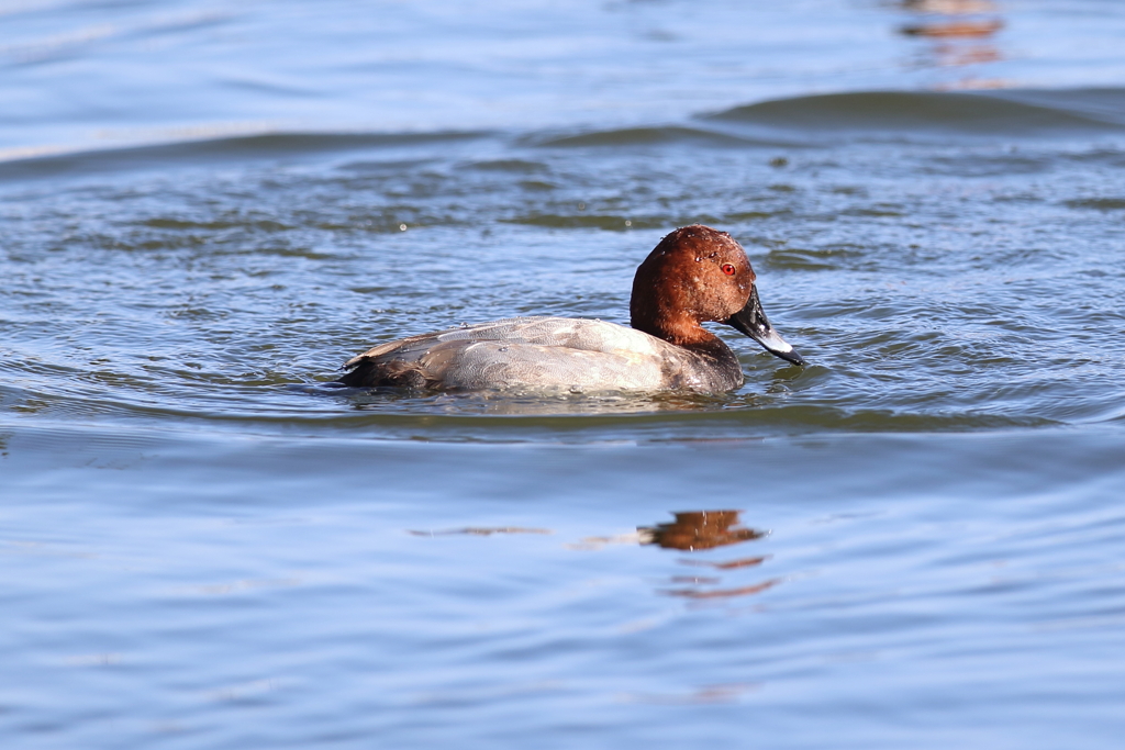 11月27日 明石公園 15