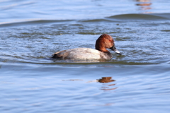 11月27日 明石公園 15