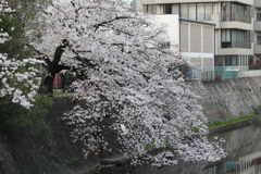 4月2日 夙川河川敷公園 ６