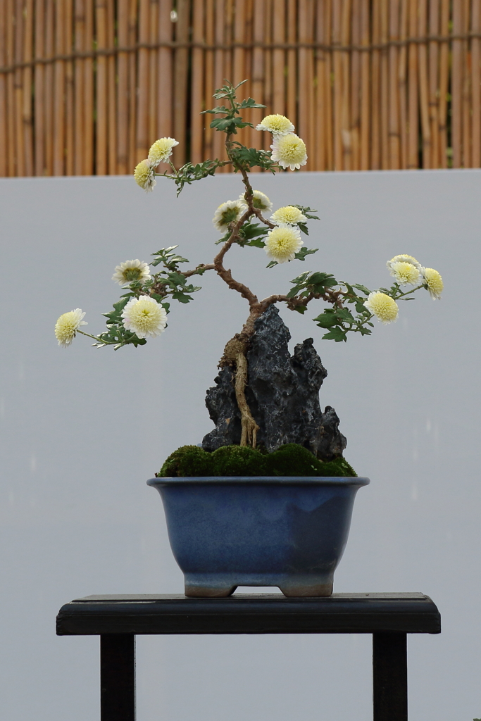 11月21日 相楽園 ４