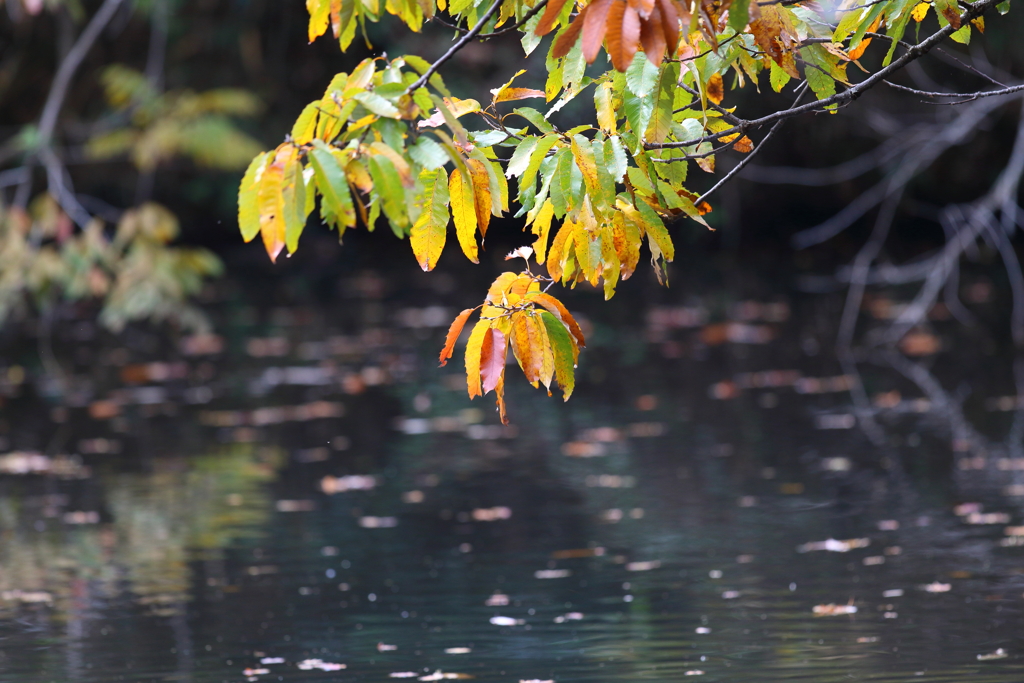 11月17日 明石公園 19