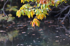 11月17日 明石公園 19