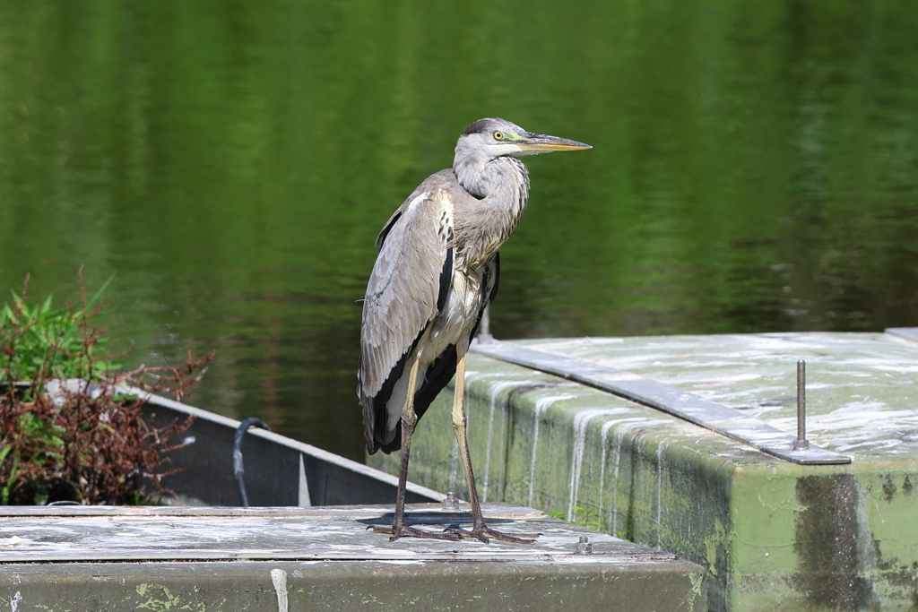 7月30日 夙川河川敷緑地 ２