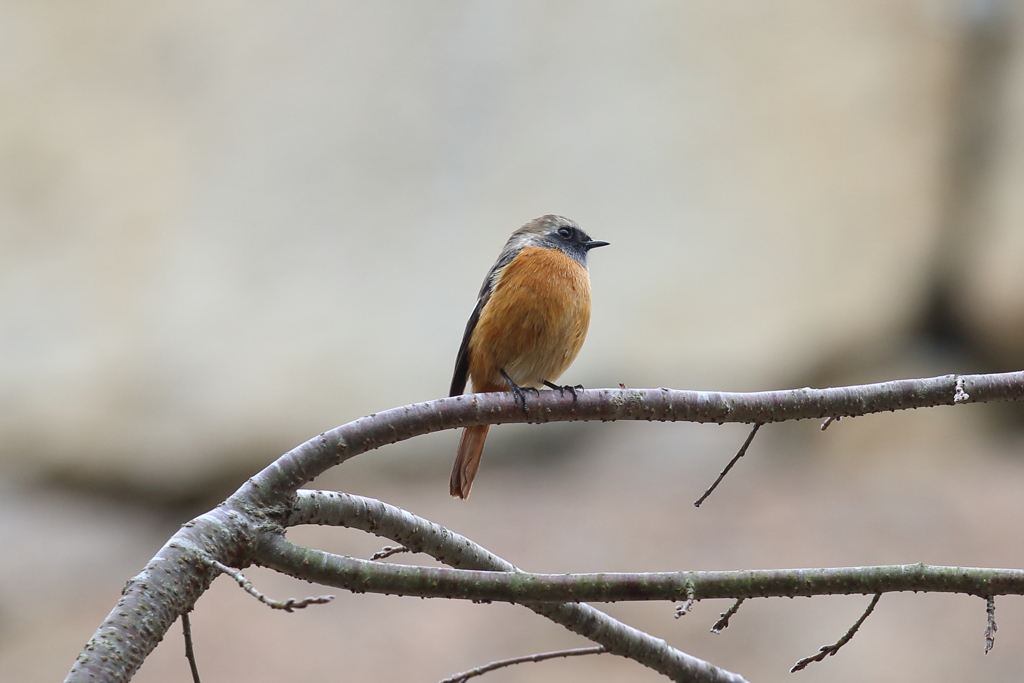 12月4日 明石公園 14