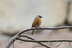 12月4日 明石公園 14