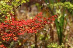 11月28日 明石公園 １