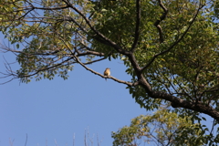 10月31日 相楽園 21