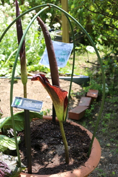 5月5日布引ハーブ園 17