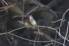 9月11日 明石公園 ３
