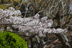 4月11日 明石公園 ９