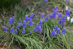 3月20日 布引ハーブ園 59
