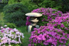 4月24日 相楽園 26