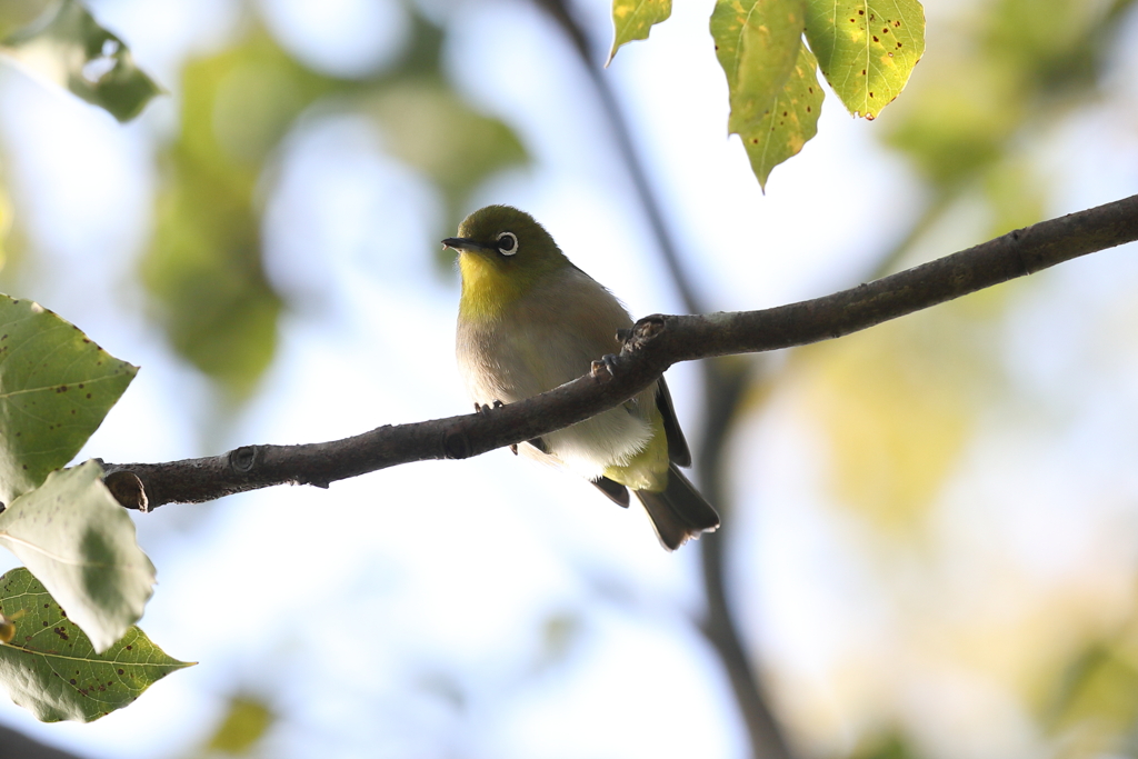 1月10日 明石公園 １