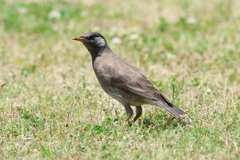 6月16日 明石公園 14