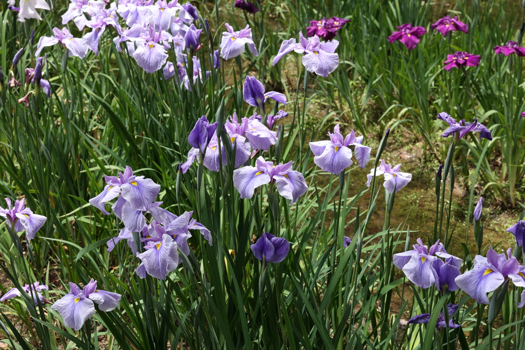 6月6日 須磨離宮公園 34