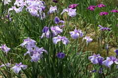 6月6日 須磨離宮公園 34