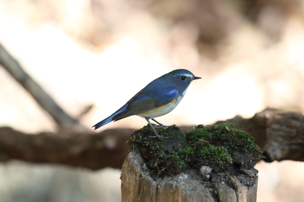 新年あけましておめでとうございます。