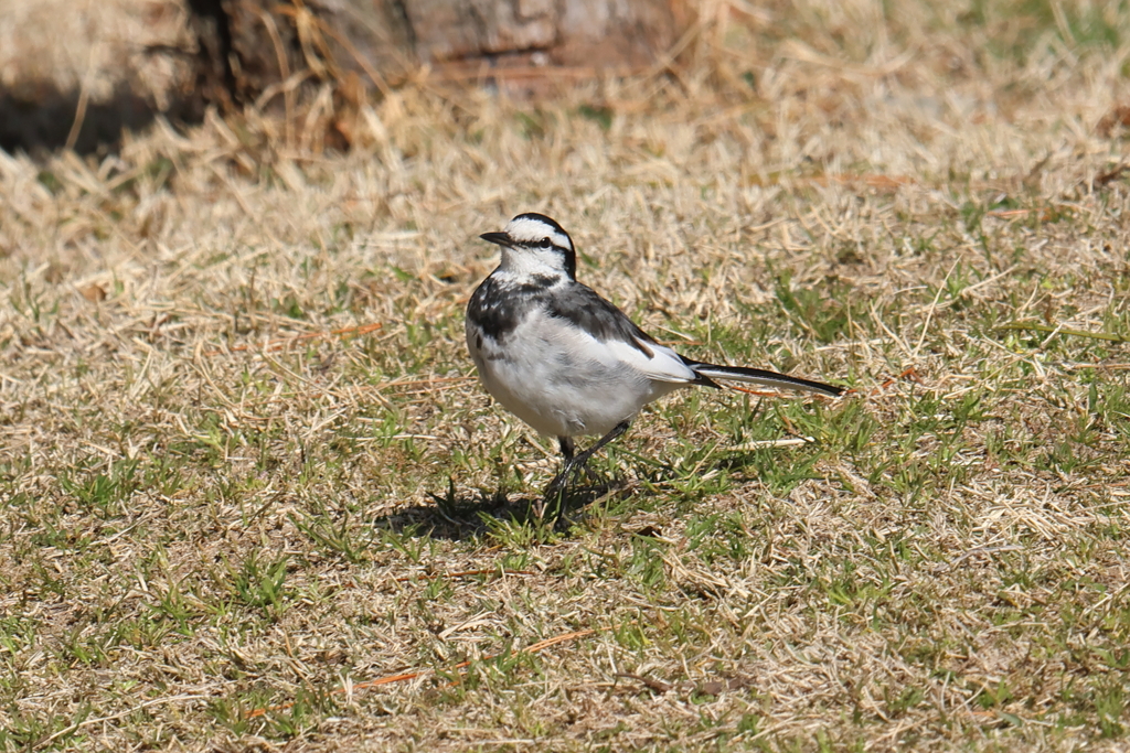 3月3日 明石公園 ２