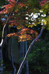 11月24日 相楽園 18 11月24日 相楽園 18