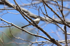 3月20日 夙川河川敷公園 ９