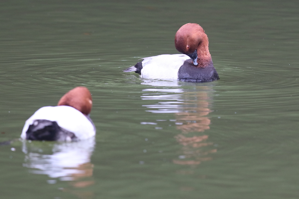 11月14日 明石公園 ２