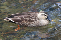 1月2日 夙川河川敷公園 １