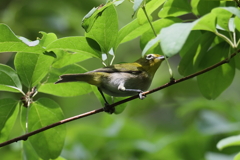7月4日 明石公園 ８