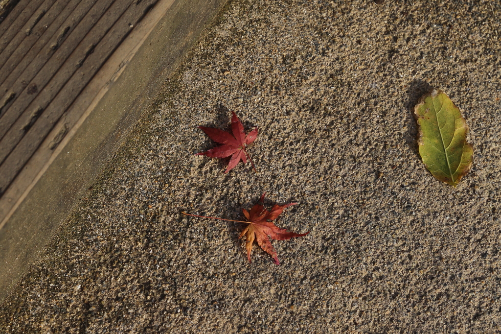 12月15日 布引ハーブ園 21