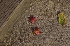 12月15日 布引ハーブ園 21